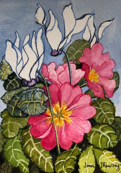 Cyclamen and Primrose by Unbekannt Unbekannt